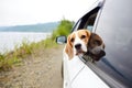 Cute dog beagle looks out of the car window. Summer trip to the seaside. Royalty Free Stock Photo