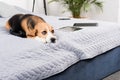 Beagle dog lying on bed with digital devices and headphones