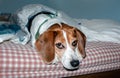 Beagle dog lying on the bed and looking at the camera. Royalty Free Stock Photo