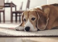 Beagle dog lying on carpet in cozy home Royalty Free Stock Photo