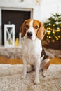 Beagle dog lying on carpet in cozy home. Bright interior Royalty Free Stock Photo