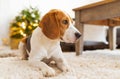 Beagle dog lying on carpet in cozy home. Bright interior Royalty Free Stock Photo