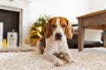 Beagle dog lying on carpet in cozy home. Bright interior Royalty Free Stock Photo