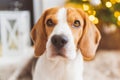 Beagle dog lying on carpet in cozy home. Bright interior Royalty Free Stock Photo