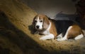 Beagle Dog