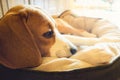 Beagle dog lying in cozy dog bed in home. Bright interior Royalty Free Stock Photo