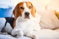 Beagle dog lying down on a carpet looking left Royalty Free Stock Photo