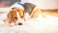 Beagle dog lying down on a carpet looking tired Royalty Free Stock Photo