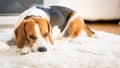 Beagle dog lying down on a carpet looking tired. Original photo Royalty Free Stock Photo
