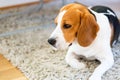 Beagle dog lying down on a carpet looking tired or sad Royalty Free Stock Photo
