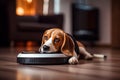 the beagle dog lying near a robot vacuum cleaner