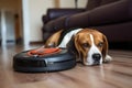 beagle dog lying near robot vacuum cleaner