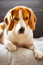 Beagle dog lying on sofa in cozy home. Bright interior Royalty Free Stock Photo