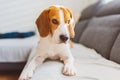 Beagle dog lying on sofa in cozy home. Bright interior Royalty Free Stock Photo