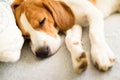 Beagle dog lying on sofa in cozy home. Bright interior Royalty Free Stock Photo