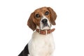 Beagle dog making puppy eyes at the camera Royalty Free Stock Photo