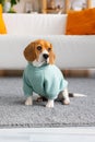 Beagle dog in mint clothes sits in living room, pet dog waiting for master