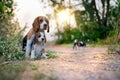 Beagle dog mother and her puppy sit on the park after playing on the sunny day Royalty Free Stock Photo