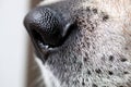 Beagle Dog Nose Macro Royalty Free Stock Photo