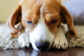 Beagle dog nose, sad beagle on the capet Royalty Free Stock Photo