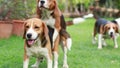 Beagle dog are now receptive in mating