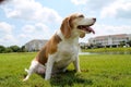Beagle Dog Outside Royalty Free Stock Photo