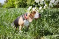 A beagle dog in a park on a sunny meadow under a blooming apple tree Royalty Free Stock Photo