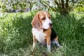 A beagle dog in a park on a sunny meadow under a blooming apple tree Royalty Free Stock Photo