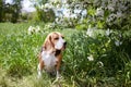 A beagle dog in a park on a sunny meadow under a blooming apple tree Royalty Free Stock Photo