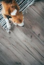 Beagle dog peacefully sleeping on striped mat on laminate floor. Pets in cozy home top view image Royalty Free Stock Photo