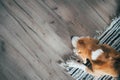 Beagle dog peacefully sleeping on striped mat on laminate floor. Pets in cozy home top view image