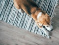Beagle dog peacefully sleeping on striped mat on laminate floor. Pets in cozy home top view image Royalty Free Stock Photo