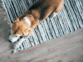 Beagle dog peacefully sleeping on striped mat on laminate floor. Pets in cozy home top view image Royalty Free Stock Photo