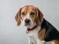 Beagle dog photographed up close in isolation.