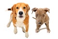 Beagle dog and pit bull puppy sitting together, top view Royalty Free Stock Photo