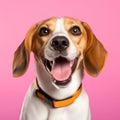 Cheerful Beagle Dog Portrait On Light Pink Background Royalty Free Stock Photo