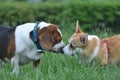 Beagle dog playing with gorki