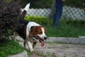 Beagle dog playing with gorki