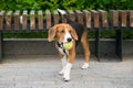 Beagle dog playing outdoors with a tennis ball near a bench Royalty Free Stock Photo