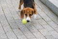 beagle dog playing outside with a tennis ball Royalty Free Stock Photo