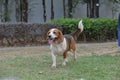 Beagle dog playing in Park Royalty Free Stock Photo