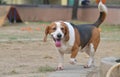 Beagle dog playing in Park Royalty Free Stock Photo