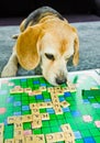 A beagle, dog, is playing scrabble with german words