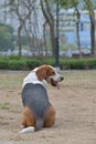 Beagle dog playing seating in Park Royalty Free Stock Photo