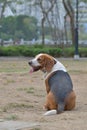 Beagle dog playing seating in Park Royalty Free Stock Photo