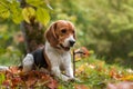 Beagle Dog Playing with Tree Banch. Autumn Leaves in Background. Portrait.