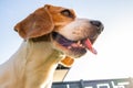 Beagle dog portrait against sky with tongue out Royalty Free Stock Photo