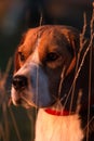 Beagle dog portrait Royalty Free Stock Photo
