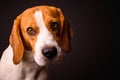 Beagle dog portrait on a black background isolated studio closeup detail