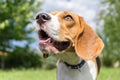 Beagle Dog Portrait Royalty Free Stock Photo